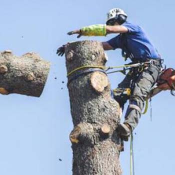 Abattage d'arbre 92